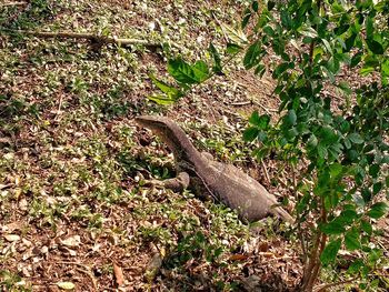 Plants growing on field