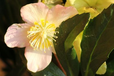 Close-up of flower blooming outdoors