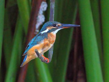 The common kingfisher is not common after all