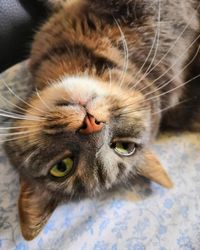 Close-up portrait of a cat