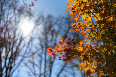 Multicolor beautiful autumn landscape background. colorful fall foliage in sunny day with blue sky.