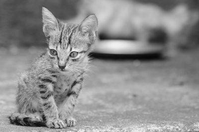 Close-up portrait of tabby cat