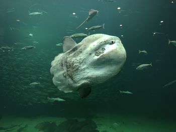 Fish swimming in sea