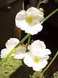 High angle view of flowers