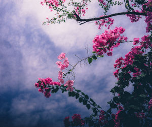 Low angle view of pink flower tree