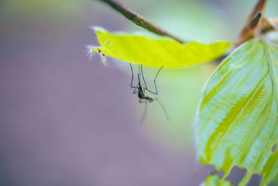 Close-up of insect on leaf