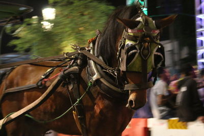 Horse cart
