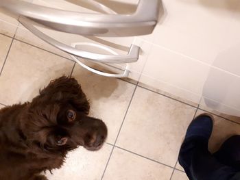 High angle view of dog on floor at home