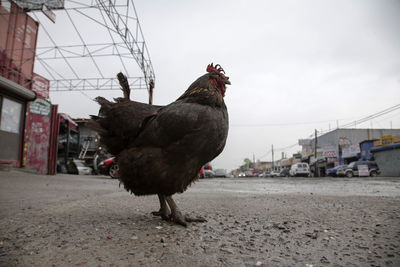 View of a bird against the sky