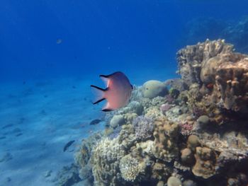 Fish swimming in sea