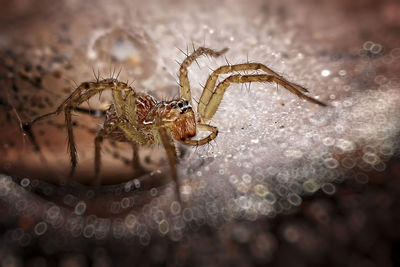 Close-up of spider