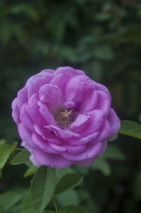 Close-up of pink flowers