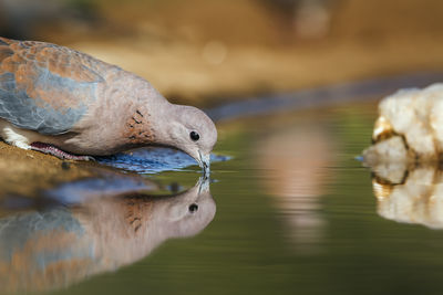 Close-up of bird