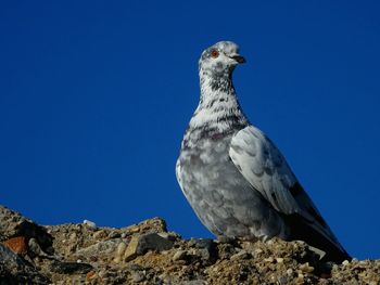 Low angle view of owl perching against clear blue sky