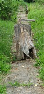 Tree stump in forest