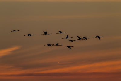 Low angle view of birds flying in sky