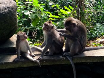 Monkeys sitting outdoors