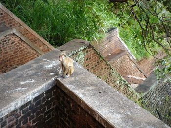 High angle view of a cat