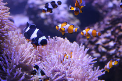 View of fish swimming in sea