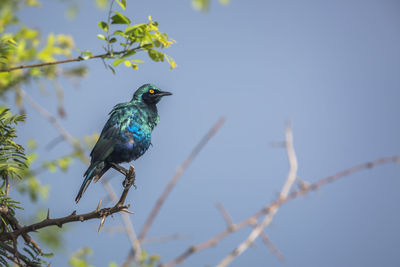 Low angle view of bird perching on branch against sky