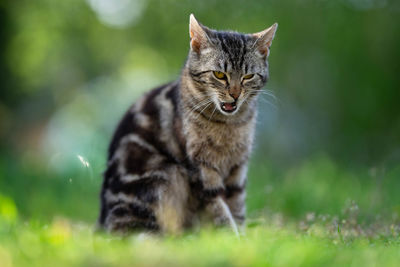 Cat sitting on grass