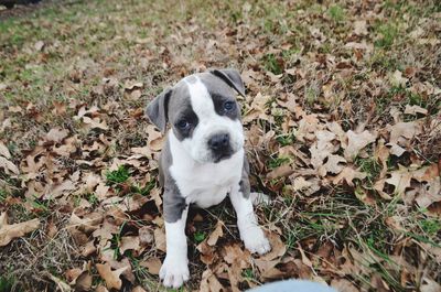 High angle view of dog on field