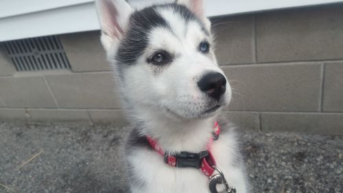 High angle view of siberian husky puppy against wall