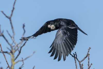 Low angle view of bird flying against the sky