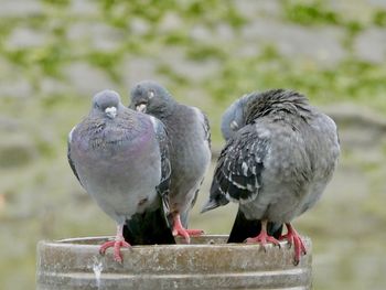 Close-up of pigeons perching on wood