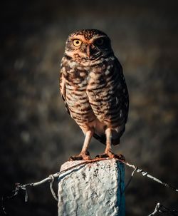 Close-up of owl perching on wooden post