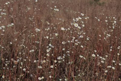 Close-up of flowering plants on field