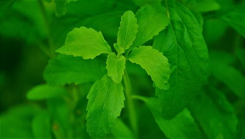 Close-up of fresh green plant