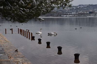 Swans swimming in lake on a snowy day