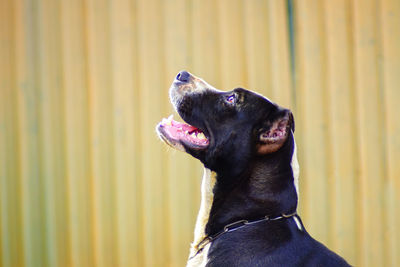 Close-up of a dog looking away