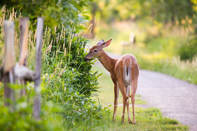 Deer standing in a field