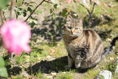 Portrait of cat sitting outdoors