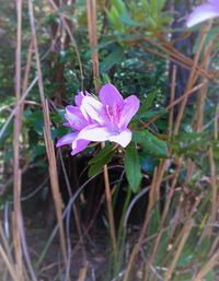 Close-up of purple flowers blooming outdoors
