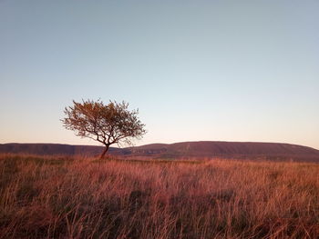 Scenic view of field against clear sky