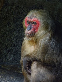 Portrait of monkey sitting outdoors