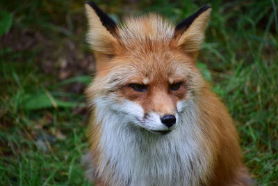 Close-up of a fox looking away