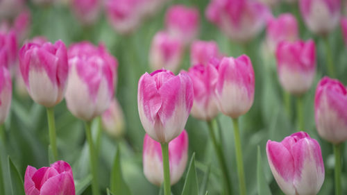 Close-up of pink tulips