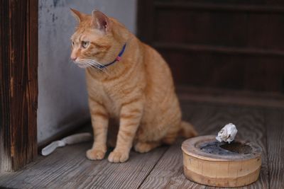 Cat looking away while sitting on wood