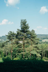 Trees on field against sky