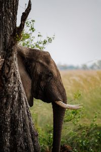 Close-up of elephant