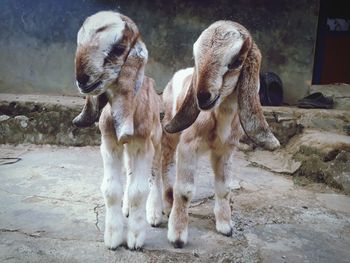 Sheep standing in a field
