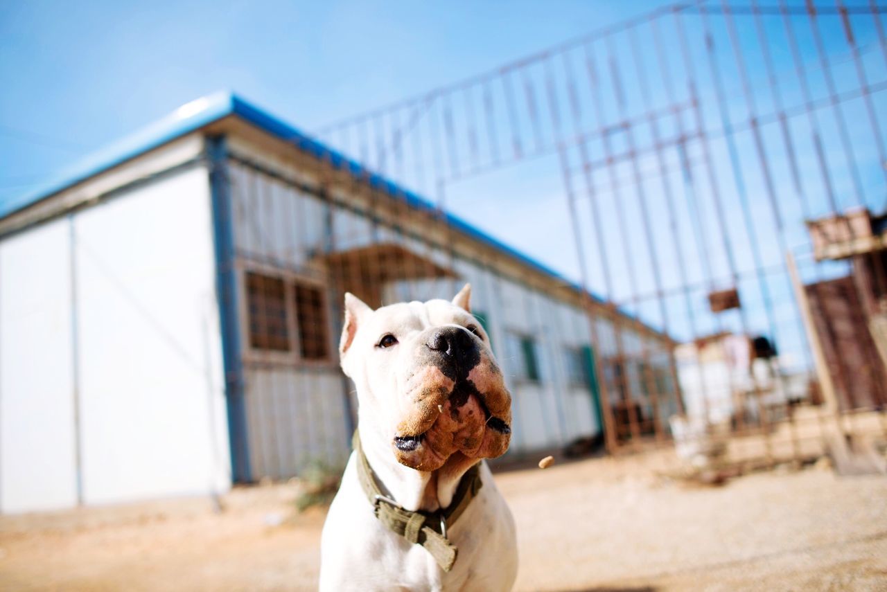 domestic animals, animal themes, one animal, pets, dog, mammal, portrait, focus on foreground, looking at camera, built structure, animal head, architecture, standing, building exterior, day, close-up, pet collar, white color, no people