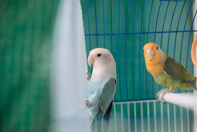 Side view of agapornis inside a cage