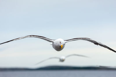 Seagull flying against the sky