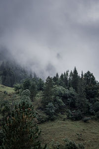 Pine trees in forest against sky