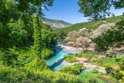 Scenic view of river amidst trees against sky